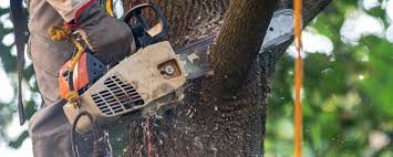Lawrenceville, IL Tree Services Company