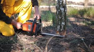 Best Palm Tree Trimming  in Lawrencevle, IL