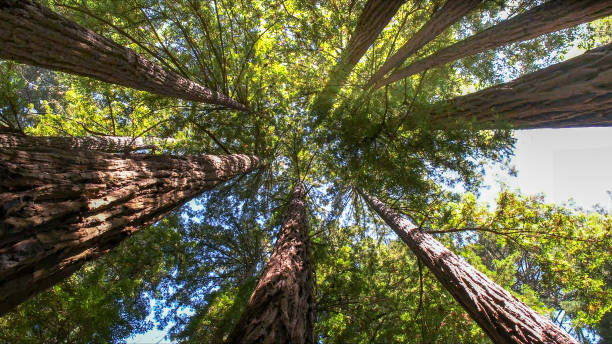 Best Tree Maintenance Programs  in Lawrencevle, IL