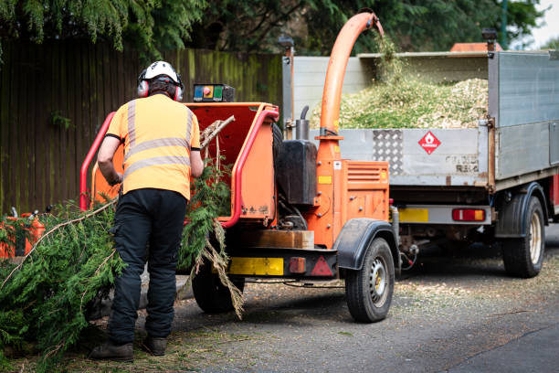 Best Fruit Tree Pruning  in Lawrencevle, IL