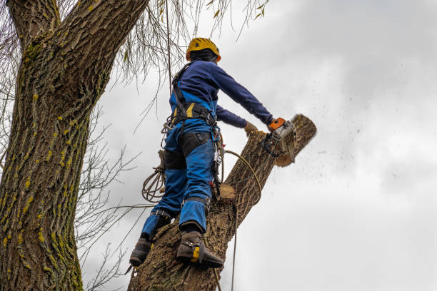 Best Arborist Consultation Services  in Lawrencevle, IL