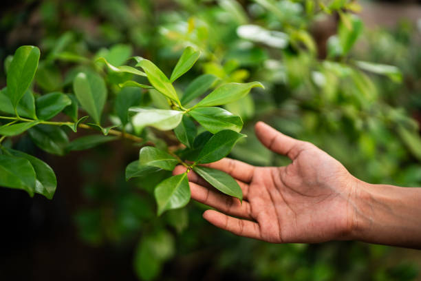 How Our Tree Care Process Works  in  Lawrenceville, IL