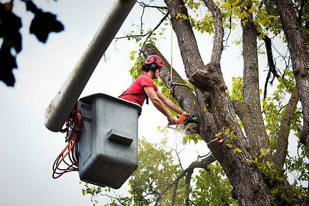 Best Utility Line Clearance  in Lawrencevle, IL